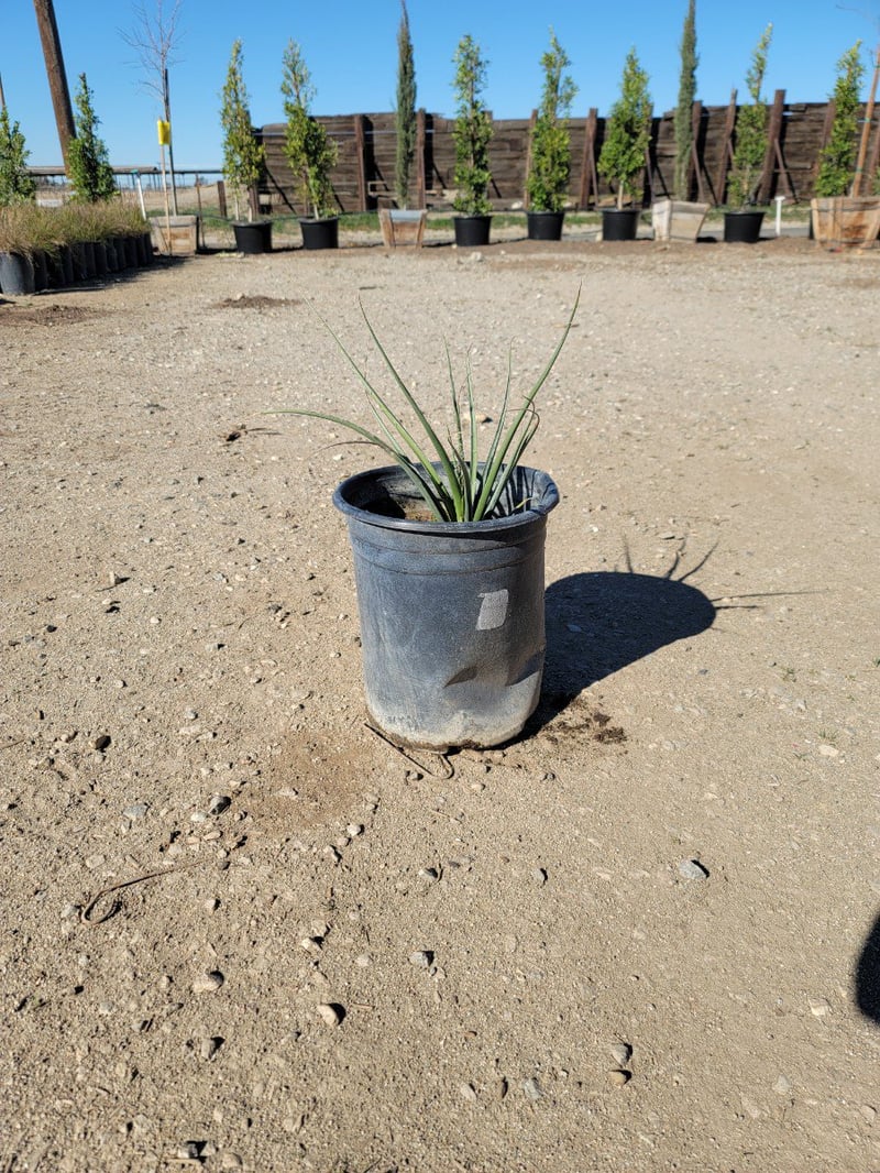 Photo for Hesperaloe parviflora 'Yellow' (Yellow Yucca, Texas Yellow Yucca)