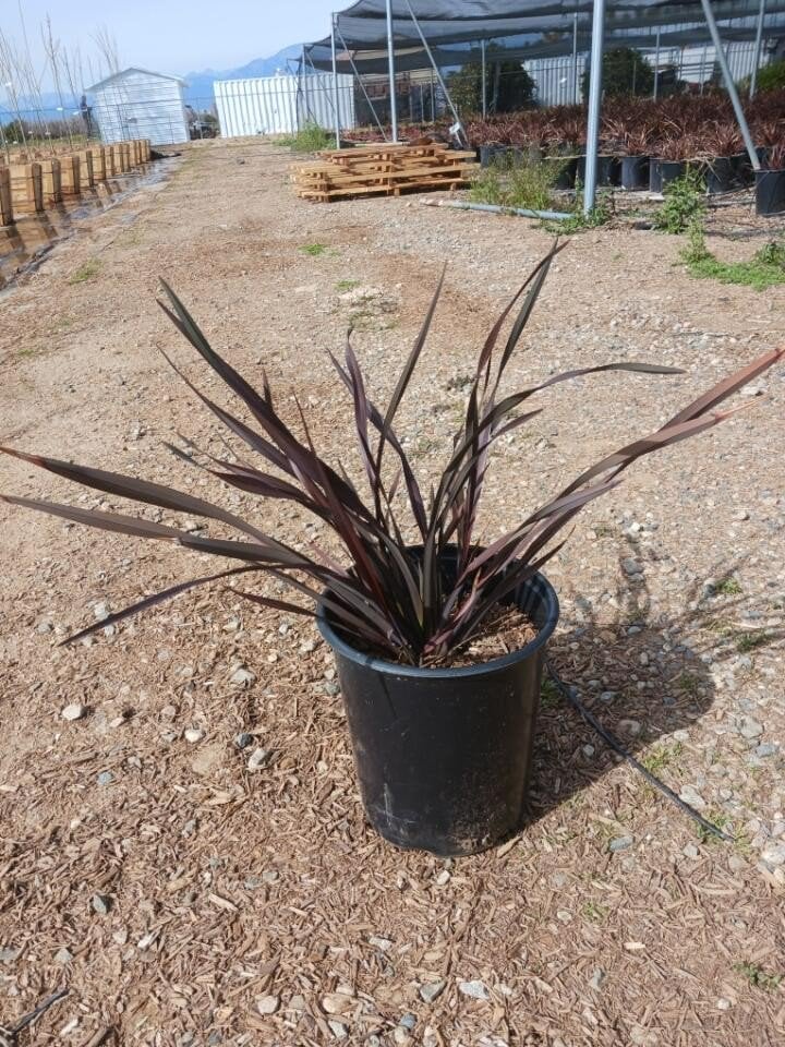 Photo for Phormium 'Black Adder' (Black New Zealand Flax)