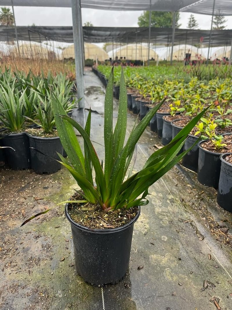 Photo for Anigozanthos 'Orange' (Orange Kangaroo Paw)