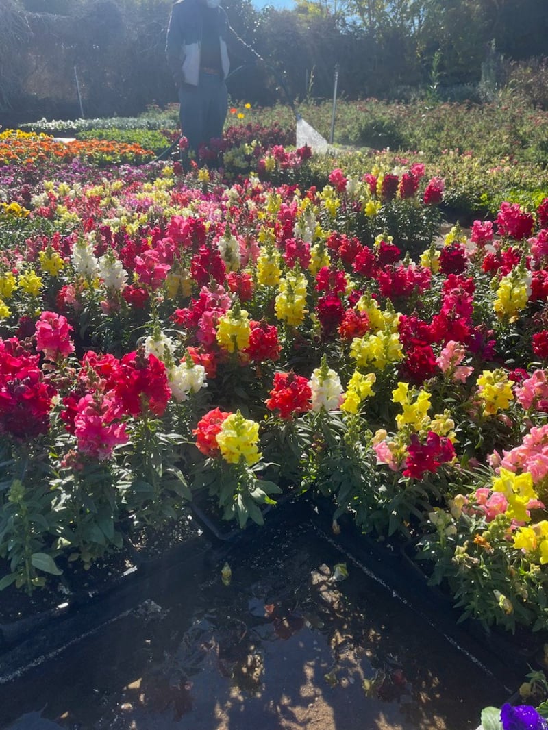 Photo for Annual Color (Annual Color)