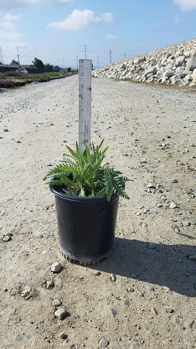 Photo for Achillea millefolium 'Coronation' (Coronation Yarrow)