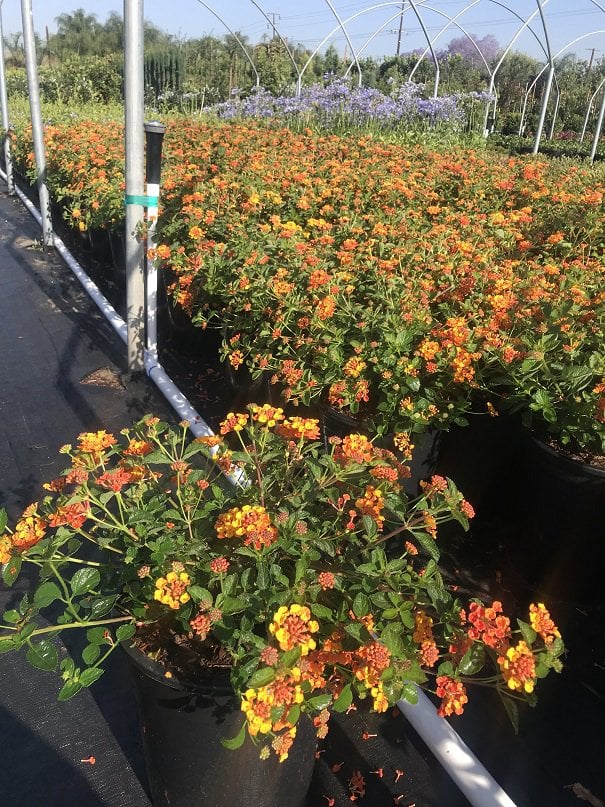 Photo for Lantana camara 'Radiation' (Radiation Bush Lantana)