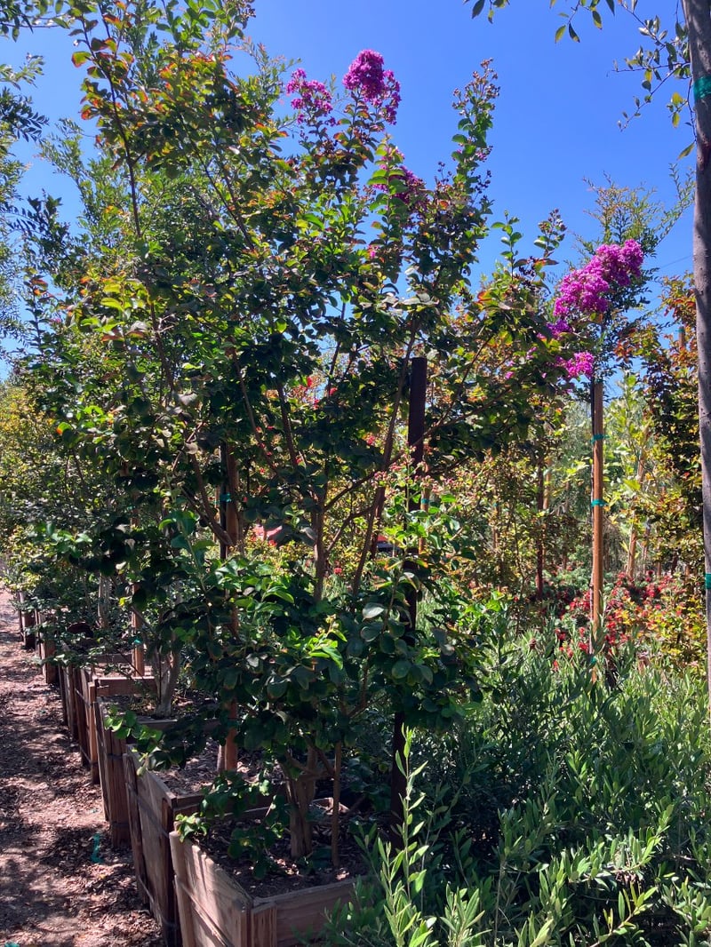 Photo for Lagerstroemia indica 'Catawba' (Multi) (Catawba Crape Myrtle)