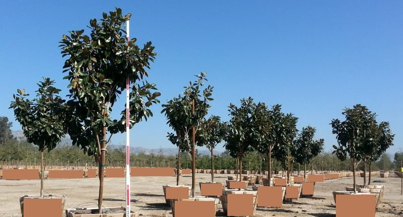 Photo for Magnolia grandiflora 'Saint Mary' (Standard) (St. Mary Magnolia)