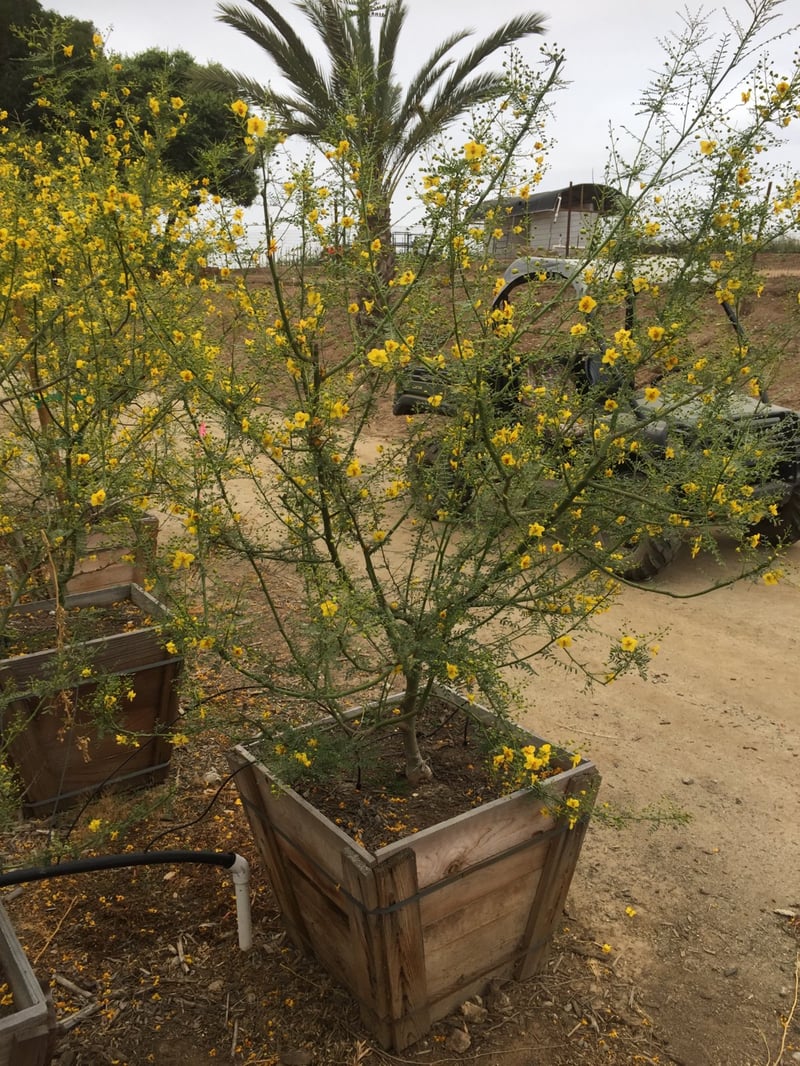 Photo for Cercidium floridum (Parkinsonia florida) (Blue Palo Verde)