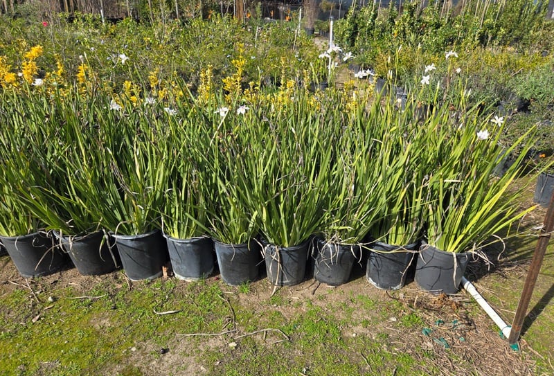 Photo for Dietes vegeta (African Iris)