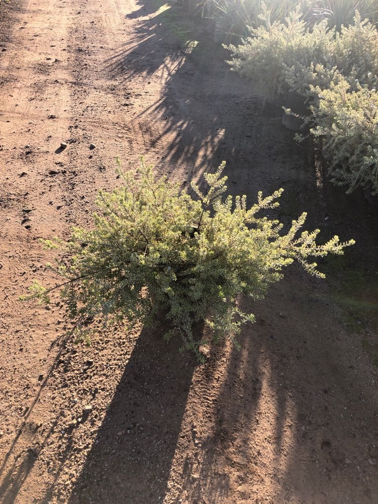 Photo for Westringia fruticosa 'Morning Light' (Morning Light Coast Rosemary)
