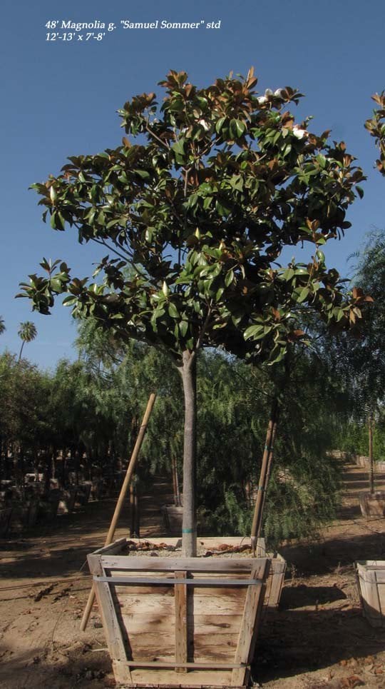 Photo for Magnolia grandiflora 'Samuel Sommer' (Samuel Sommer Magnolia)