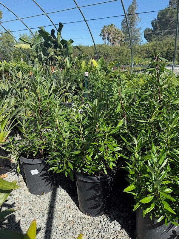 Photo for Carpenteria californica 'Elizabeth' (Elizabeth Bush Anemone)