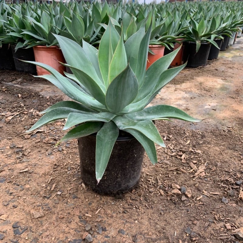 Photo for Agave attenuata 'Blue Flame' (Blue Flame Agave)