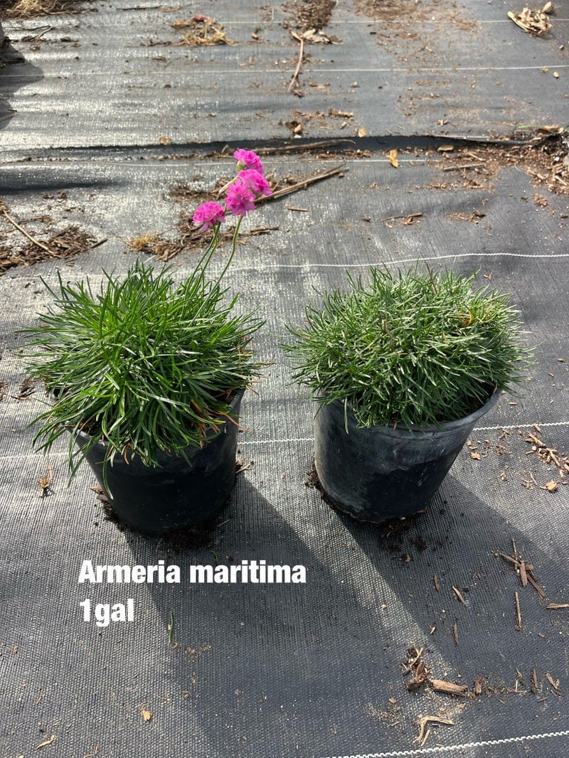Photo for Armeria maritima (Sea Thrift)