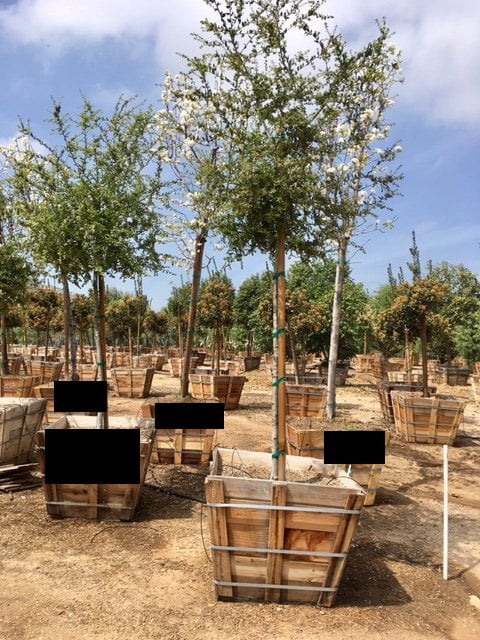 Photo for Quercus agrifolia (California Live Oak)