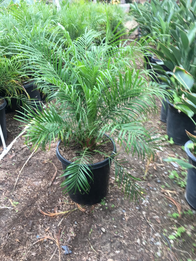 Photo for Phoenix roebelenii (Single Trunk) (Pygmy Date Palm)