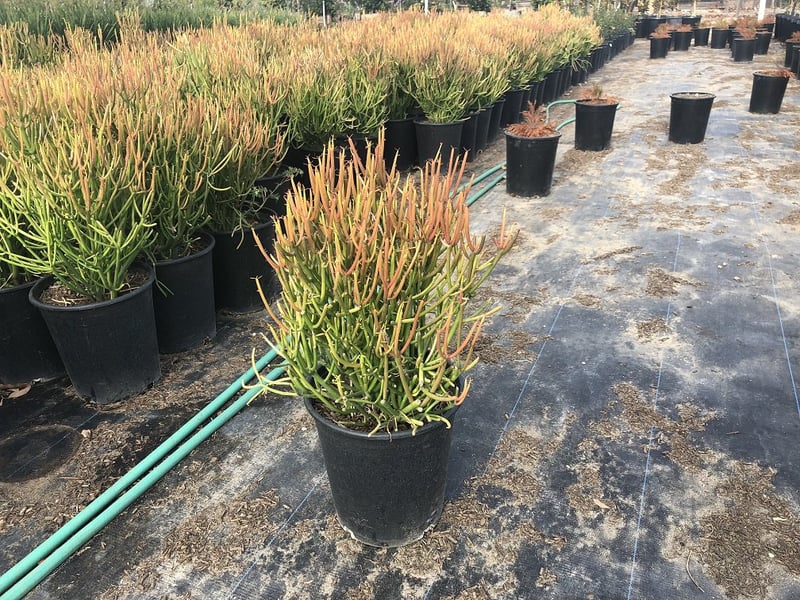 Photo for Euphorbia tirucalli 'Sticks on Fire' (Red Pencil Tree)