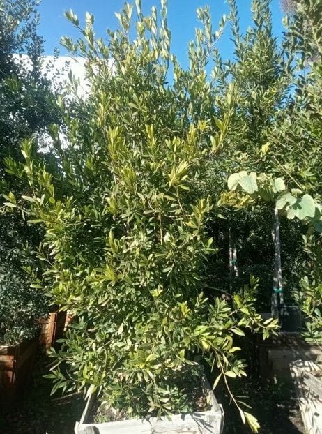 Photo for Laurus nobilis (Sweet Bay)