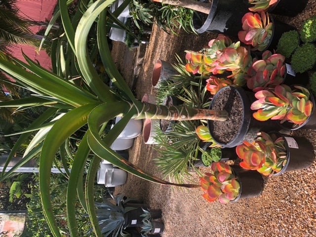 Photo for Aloe barberae (A. bainesii)(Multi) (Tree Aloe)