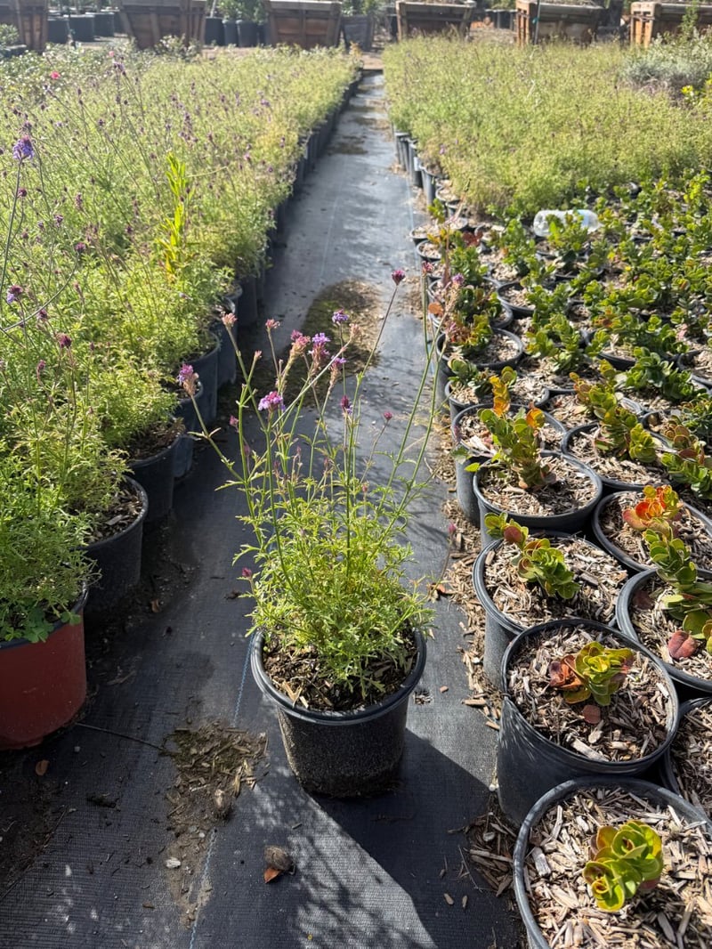 Photo for Verbena lilacina 'De La Mina' (De La Mina Verbena)