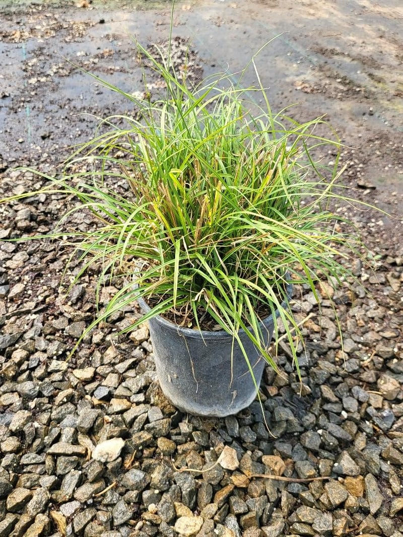 Photo for Carex divulsa (European Grey Sedge, Berkeley Sedge)