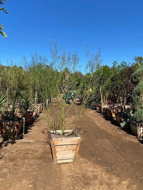 Photo for Parkinsonia 'Desert Museum' (Desert Museum Palo Verde)