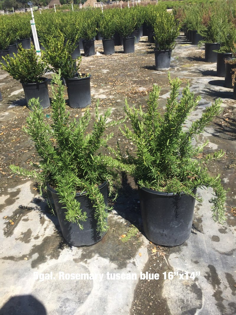 Photo for Rosmarinus officinalis 'Tuscan Blue' (Tuscan Blue Rosemary)