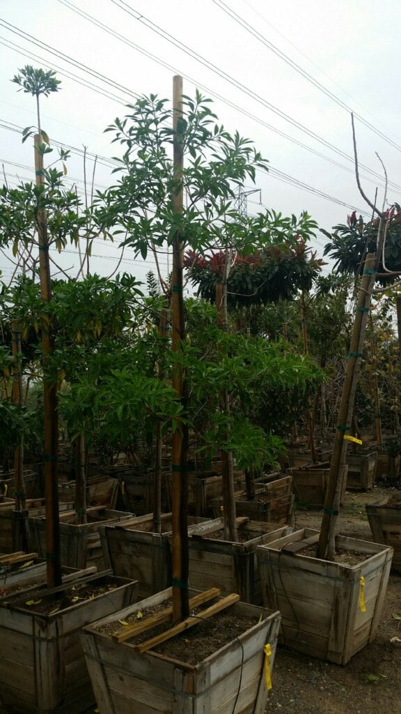 Photo for Hymenospermum flavum (Sweetshade)