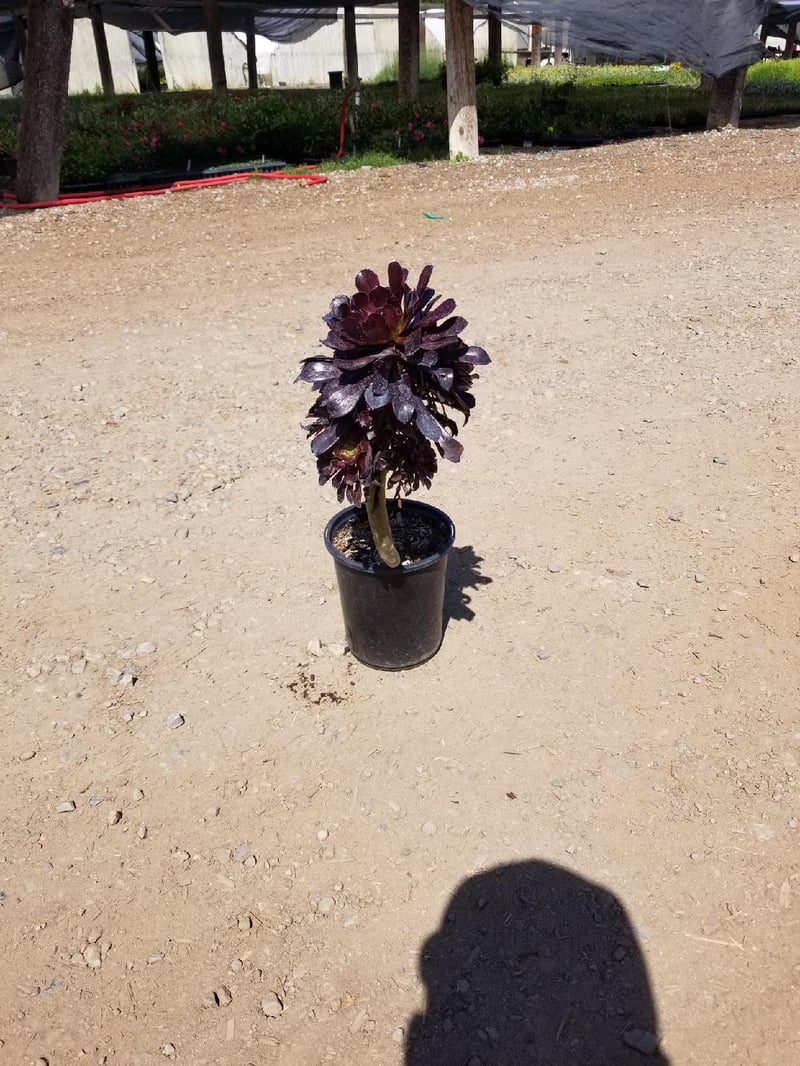 Photo for Aeonium arboreum 'Zwartkop' (Black Rose Aeonium)