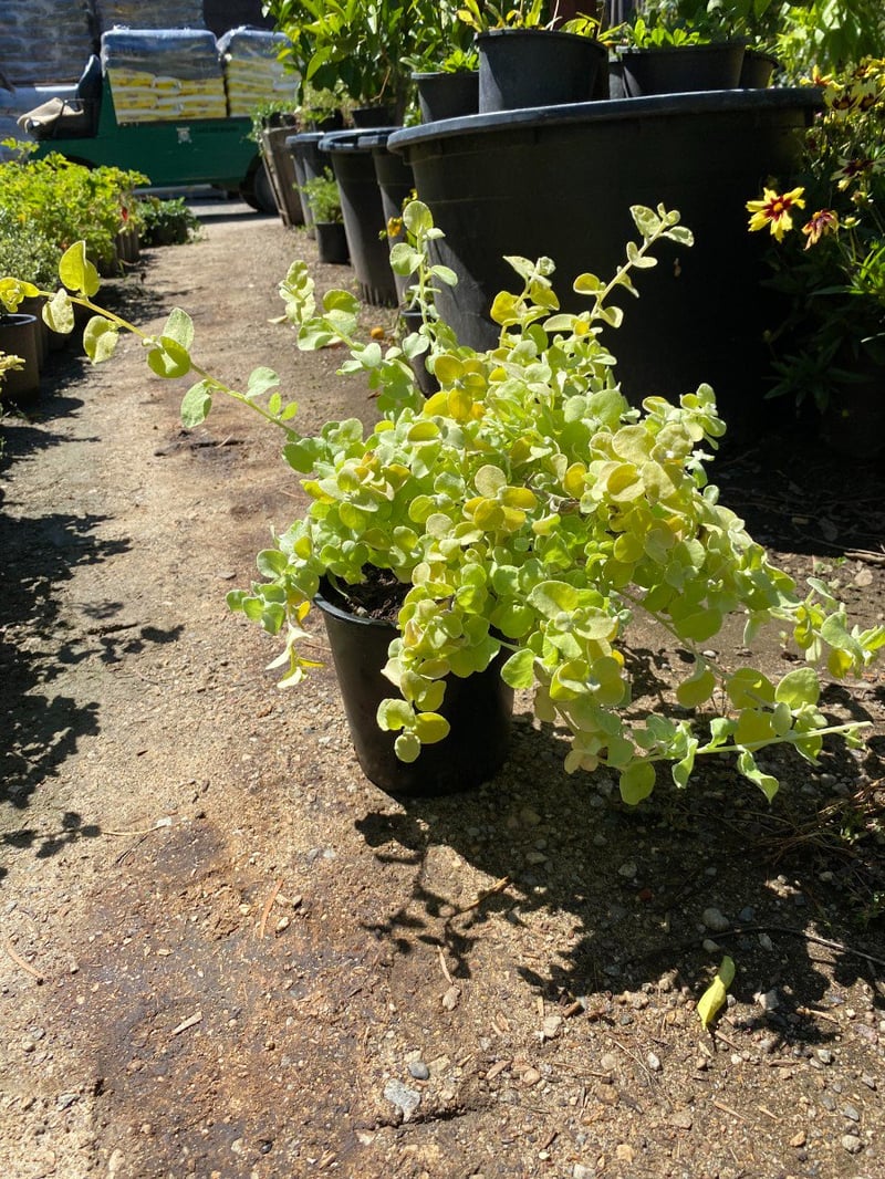 Photo for Helichrysum petiolare 'Limelight' (Licorice Plant 'Limelight')