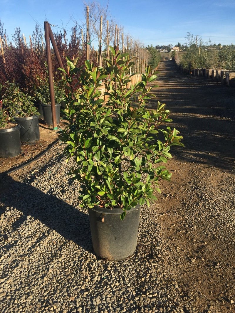 Photo for Photinia x fraseri (Fraser's Photinia)