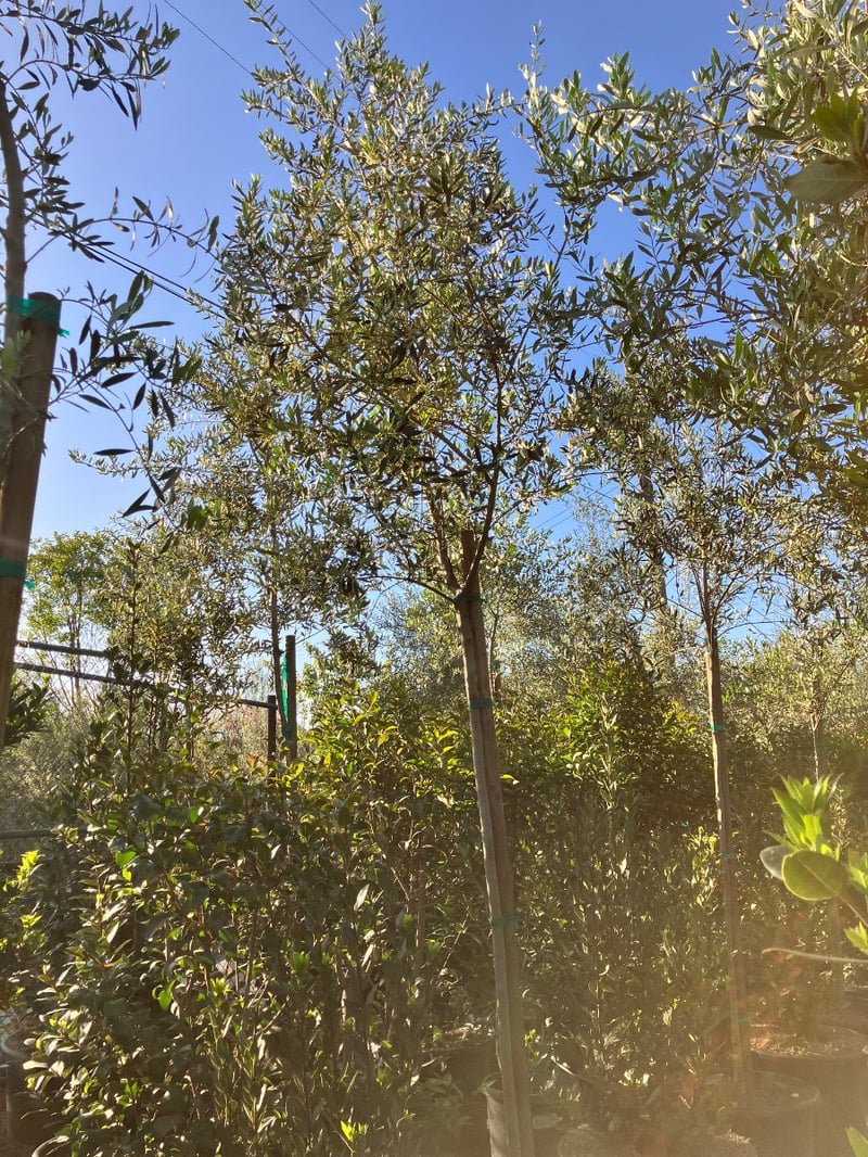 Photo for Olea europaea (Standard) (Olive Tree)