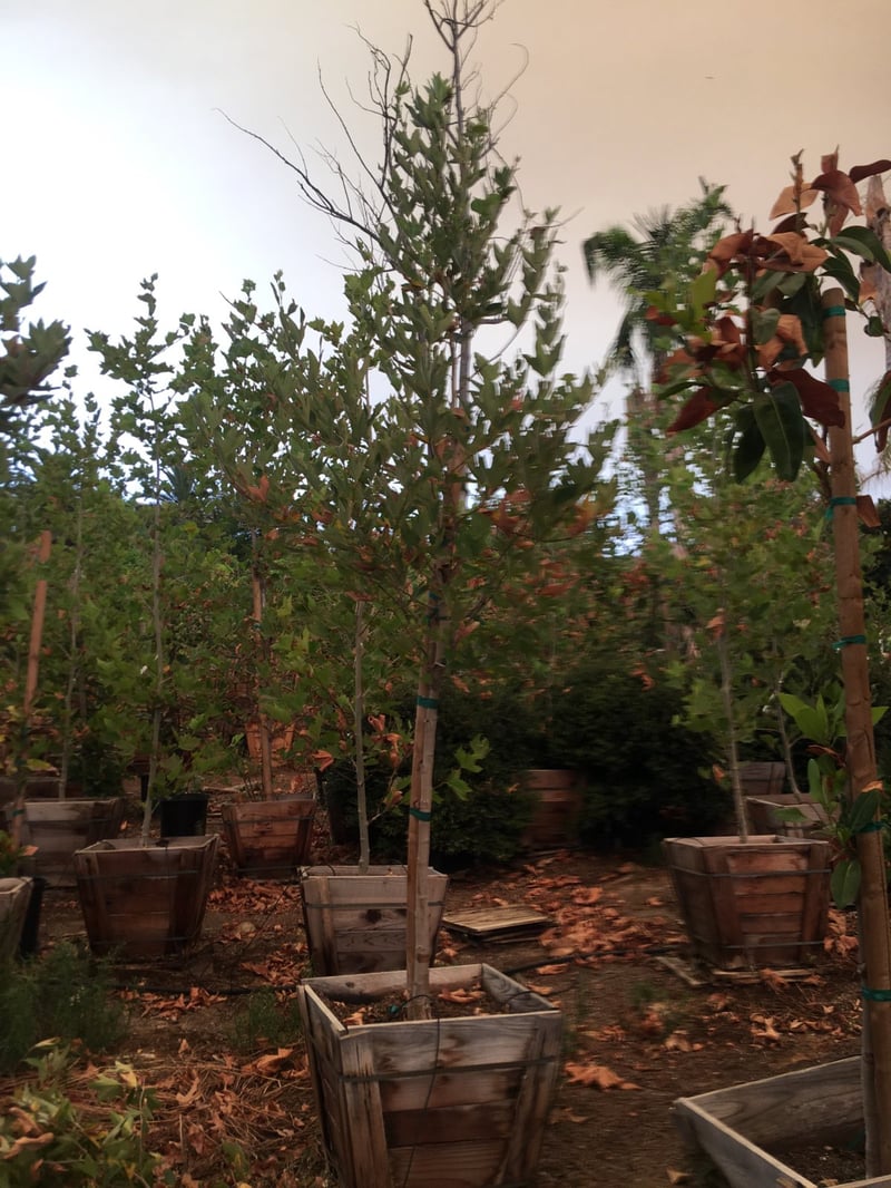 Photo for Platanus racemosa (Standard) (California Sycamore)