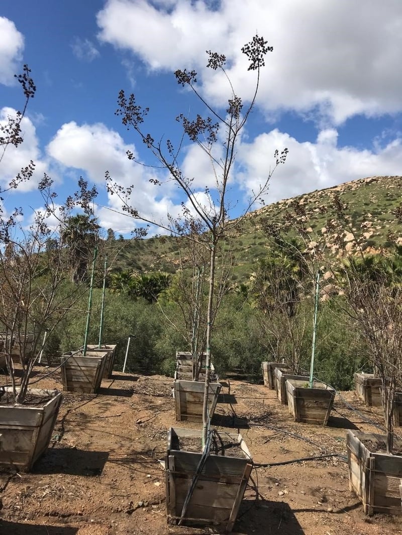 Photo for Lagerstroemia indica x fauriei 'Tuscarora' (Standard) (Tuscarora Crape Myrtle)