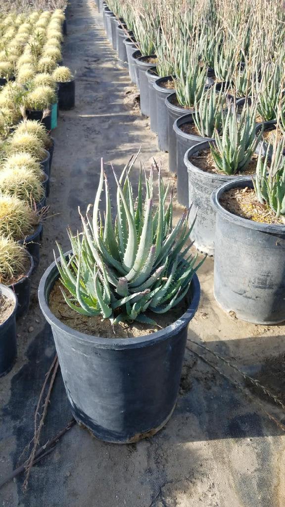 Photo for Aloe 'Blue Elf' (California Aloe, Blue Boy)