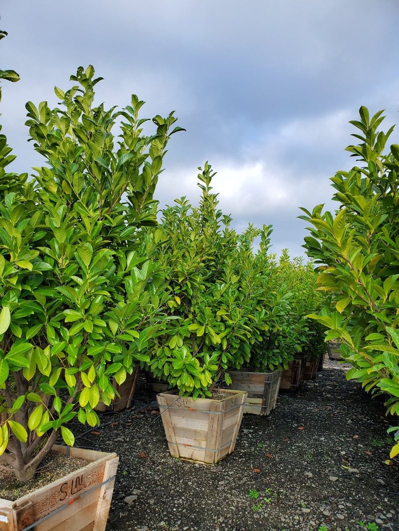 Photo for Prunus laurocerasus (English Laurel, Cherry Laurel)