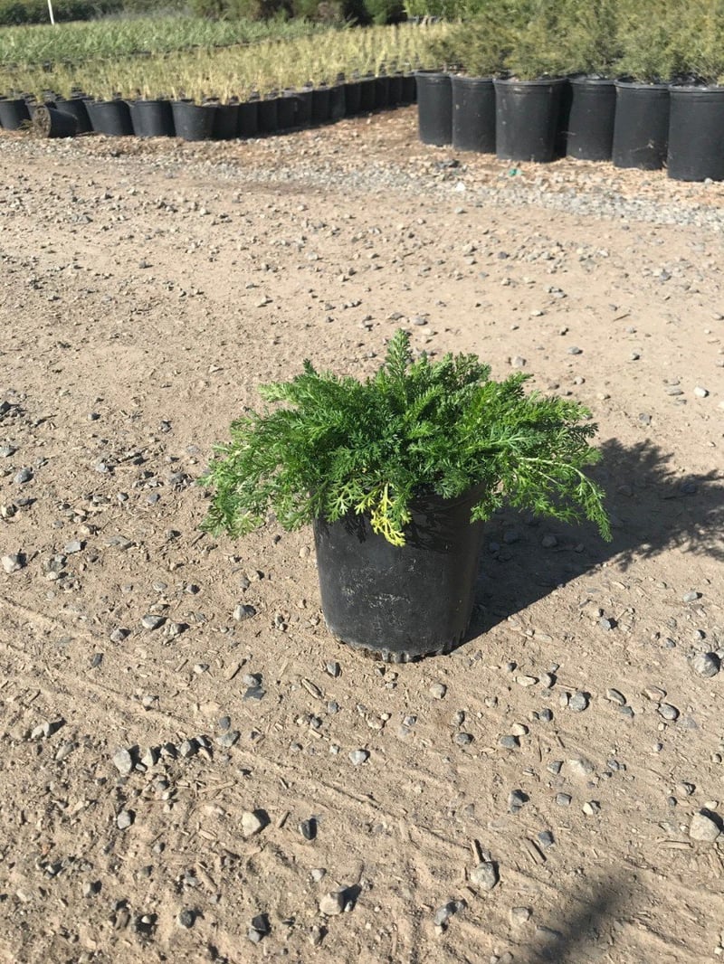 Photo for Achillea millefolium 'Paprika' (Paprika Common Yarrow)