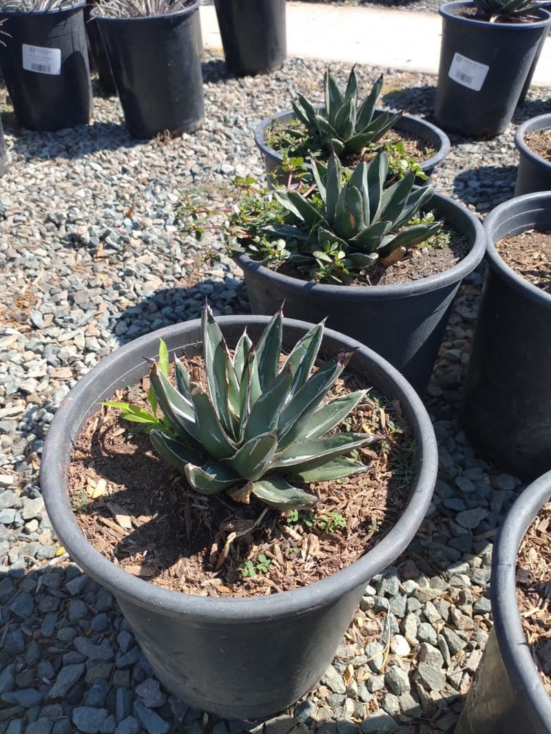 Photo for Agave victoriae-reginae (Queen Victoria Agave)