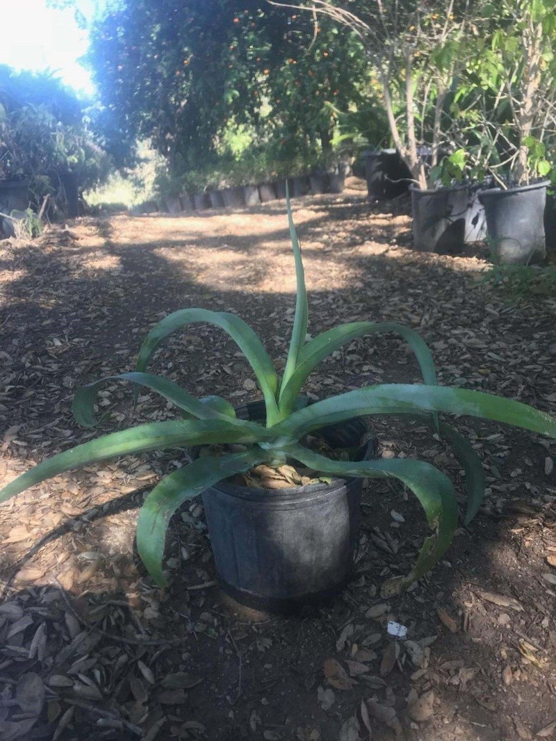 Photo for Agave vilmoriniana (Octopus Agave)