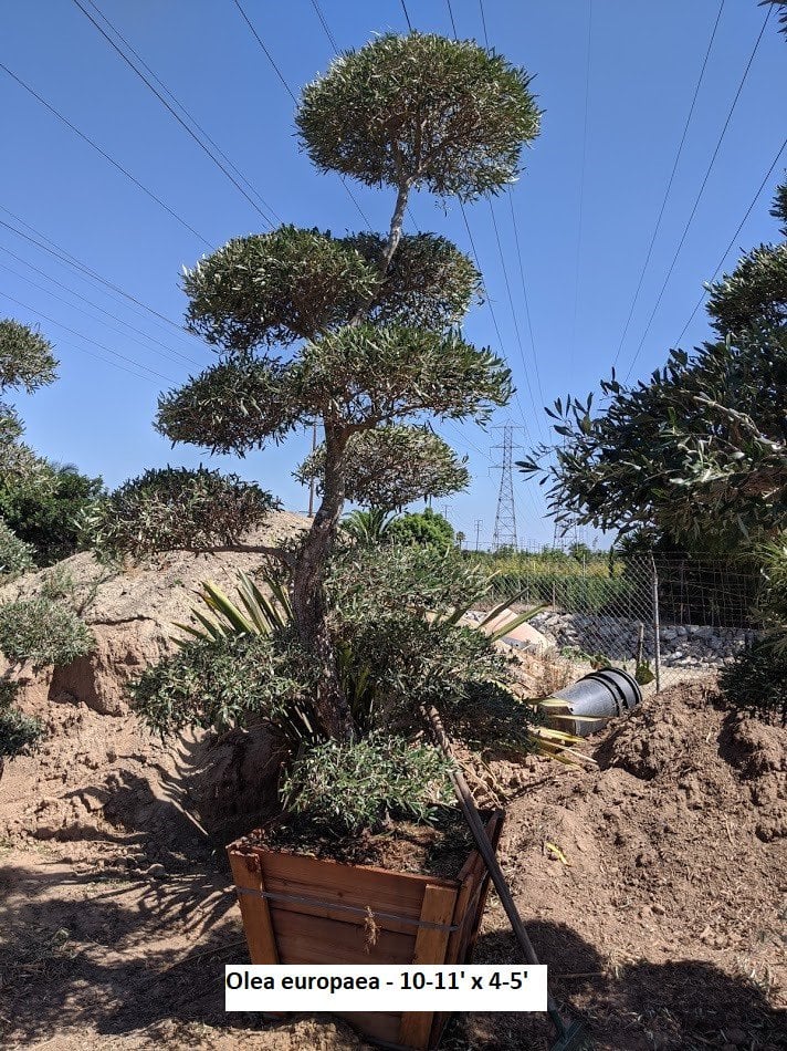 Photo for Olea europaea 'Japanese Style' (Pruned Olive Niwaki)