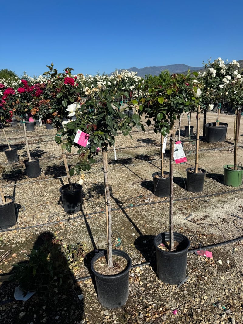 Photo for Rosa floribunda 'Bolero' (Patio Tree) (Bolero Rose)