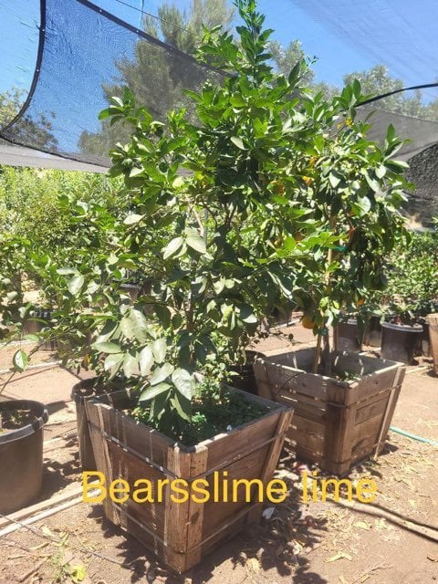 Photo for Citrus lime 'Bearrs' (Bearrs Lime Tree)