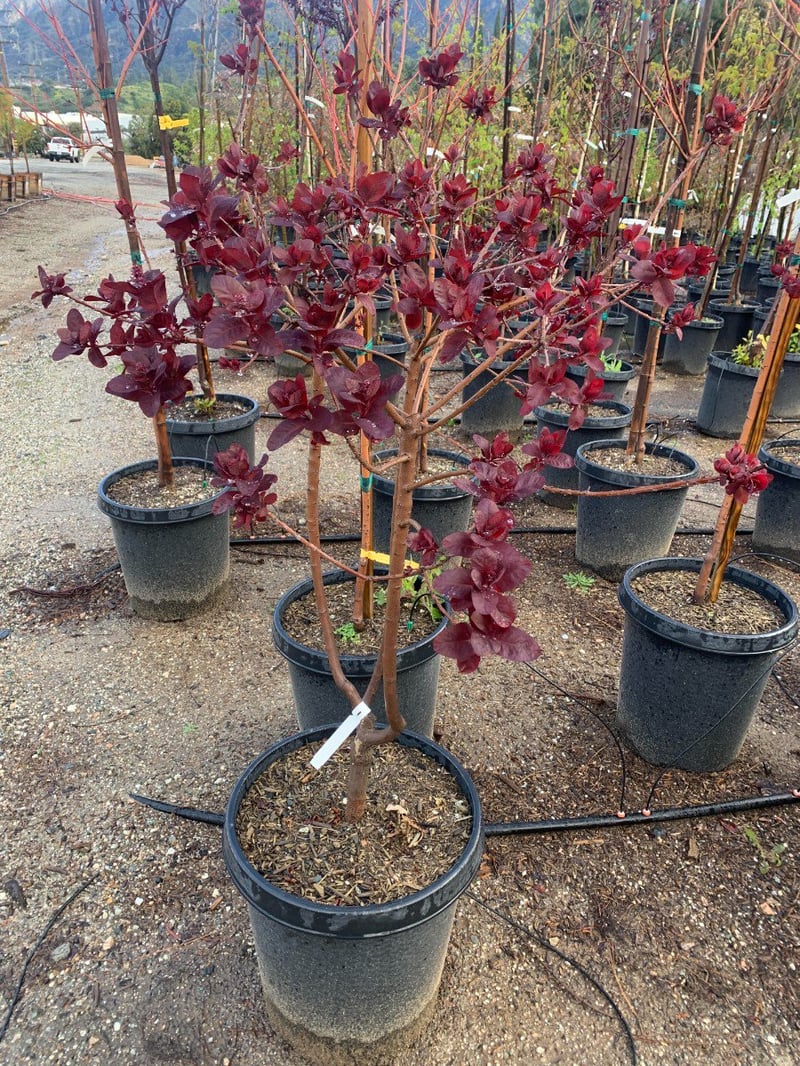 Photo for Cotinus coggygria 'Royal Purple' (Royal Purple Smoke Tree)