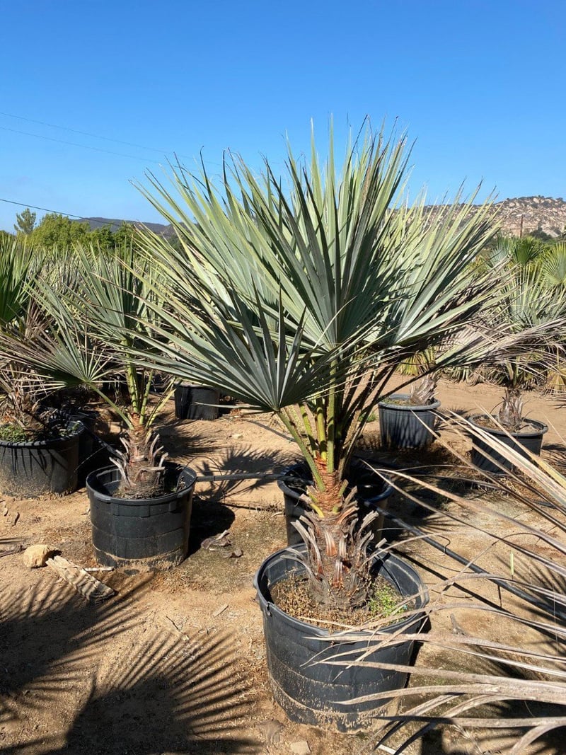 Photo for Brahea edulis (Guadalupe Palm)