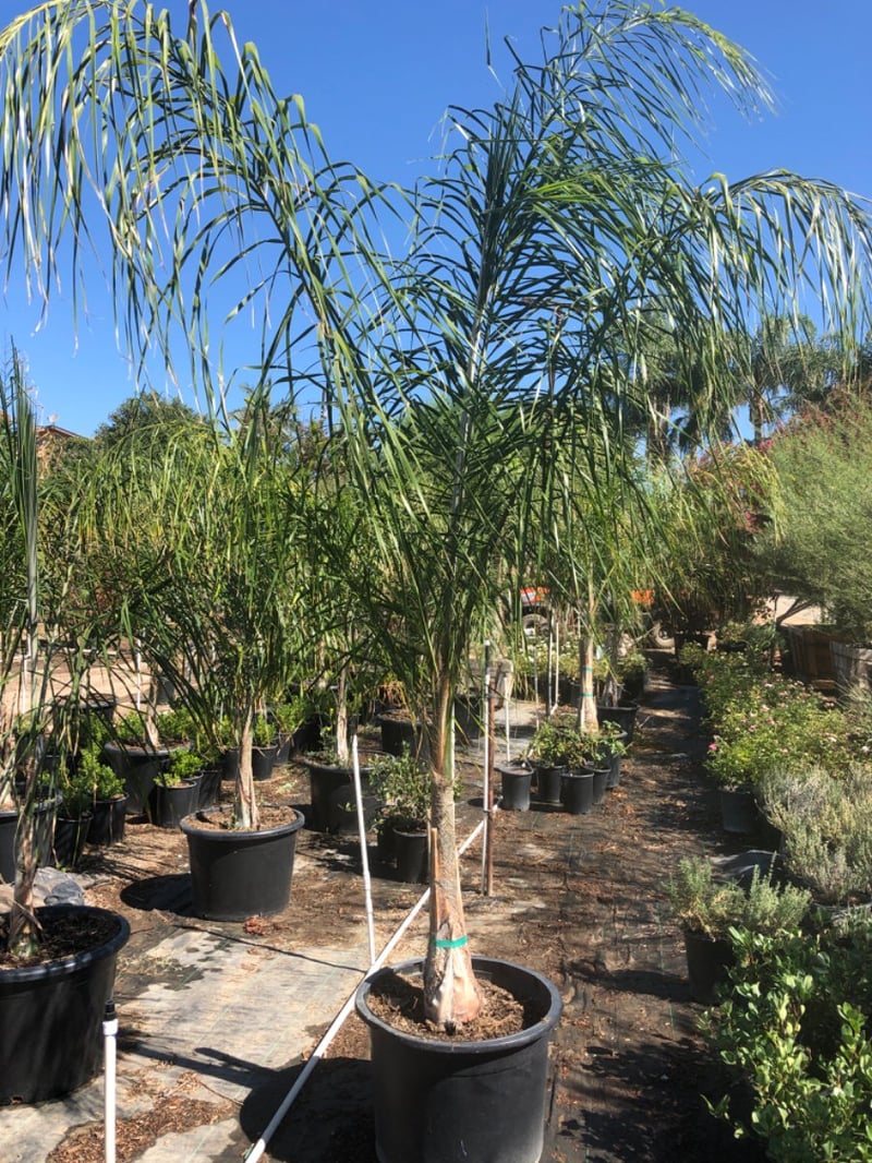 Photo for Arecastrum Romanzoffianum (Multi) (Queen palm)