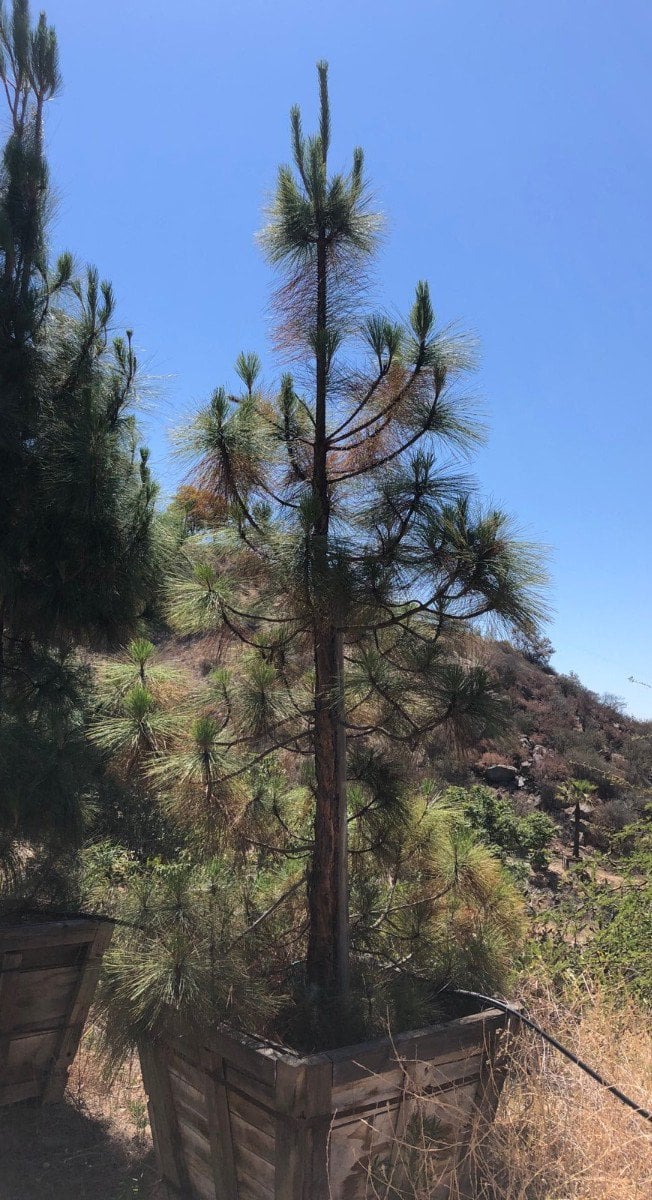 Photo for Pinus canariensis (Canary Island Pine)