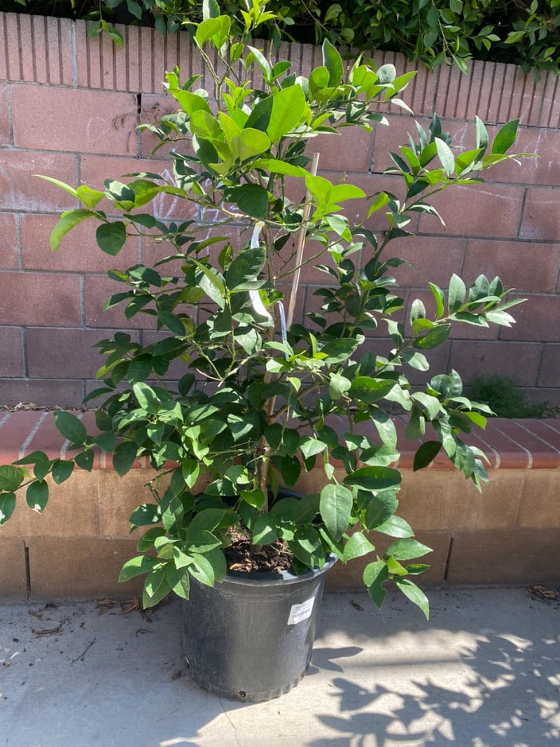 Photo for Citrus x meyeri (Dwarf)  (Meyer Lemon )