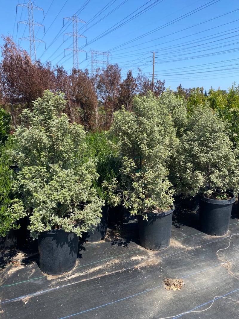 Photo for Pittosporum tenuifolium 'Marjorie Channon' (Variegated Kohuhu)