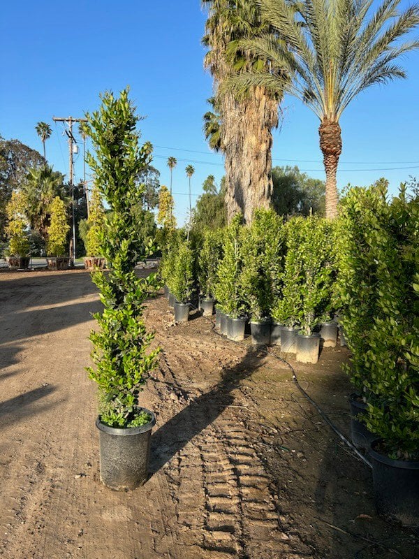 Photo for Ligustrum japonicum 'Texanum' (Staked) (Waxleaf Privet japonicum)