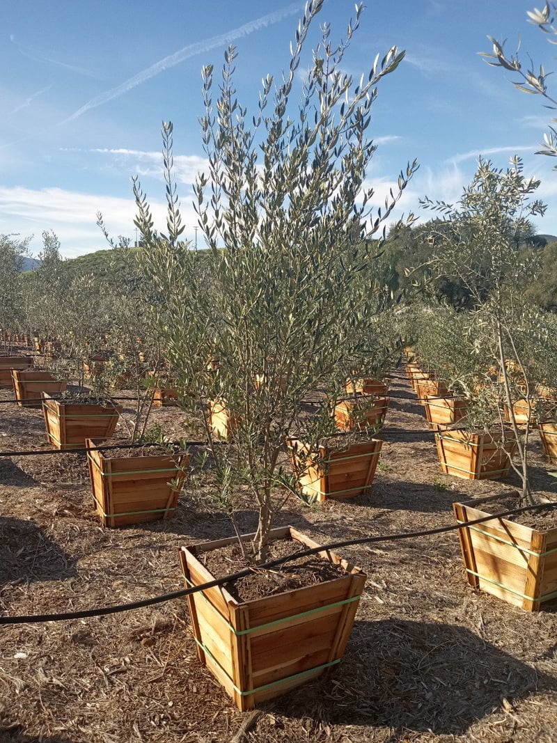 Photo for Olea europaea 'Fruitless' (Multi) (Fruitless Olive)