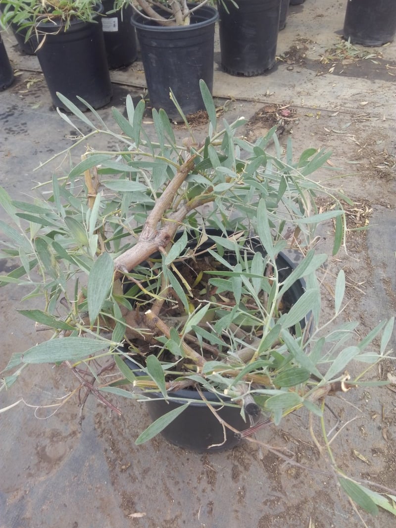 Photo for Acacia redolens 'Desert Carpet' (Desert Carpet Prostrate Acacia)