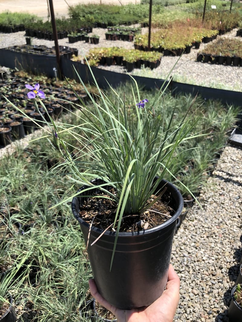 Photo for Sisyrinchium idahoense (S. bellum) (Blue Eyed Grass)