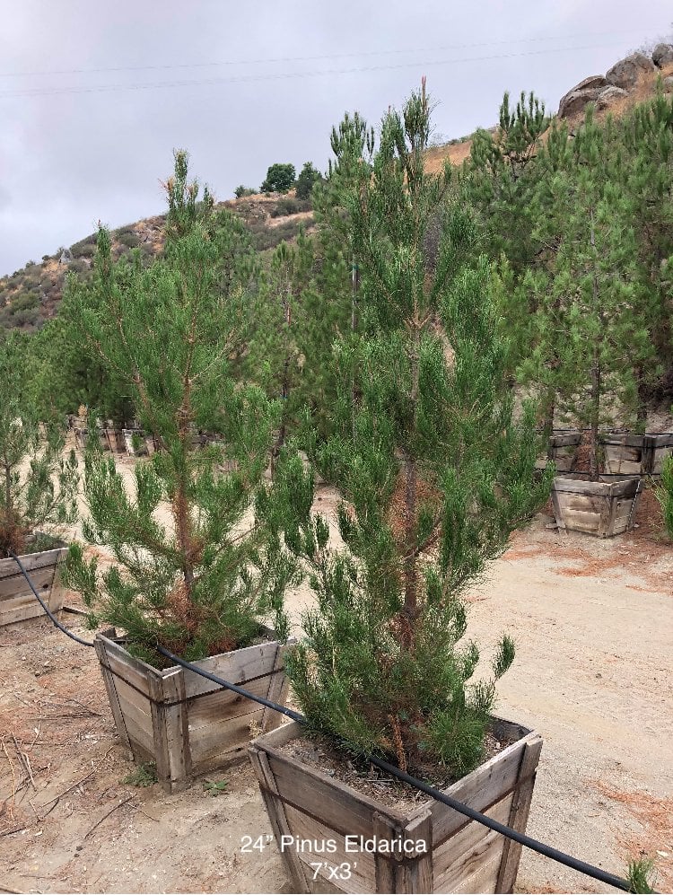 Photo for Pinus eldarica (Afghan Pine)